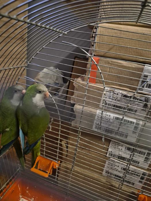 Sprzedam papugi parka