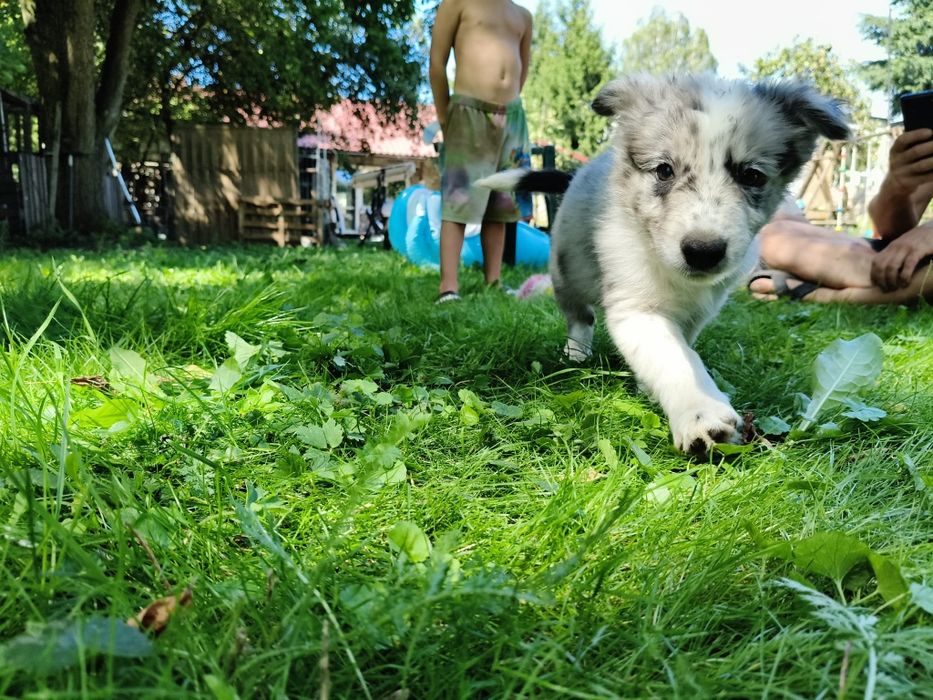 Border collie suczka blue merle