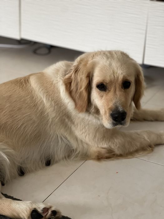 Golden Retrievier