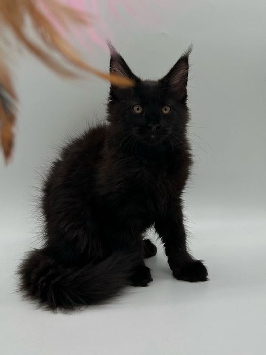 Мейн кун мальчик с документами