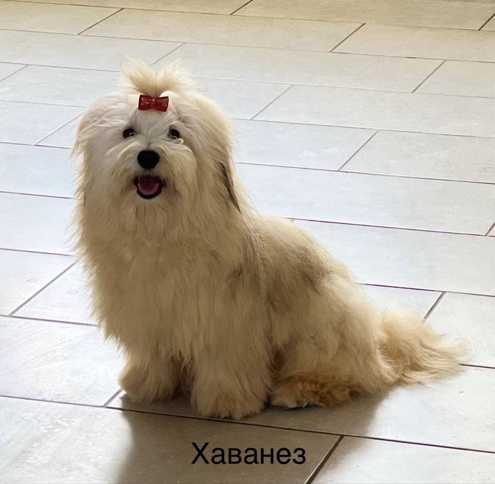 Хаванез Гаванский бишон КСУ/FCI