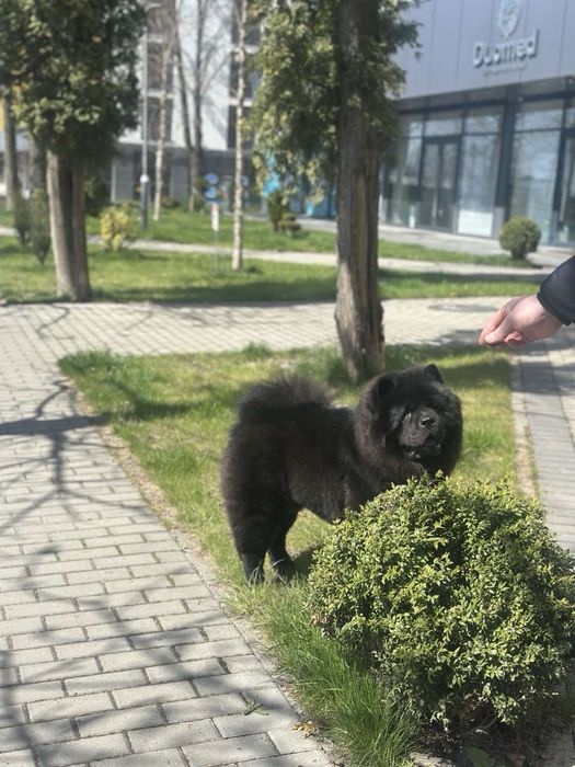 Кобель для вʼязки чау чау.