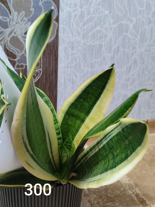 Продам домашні вазони місто Хмельницький