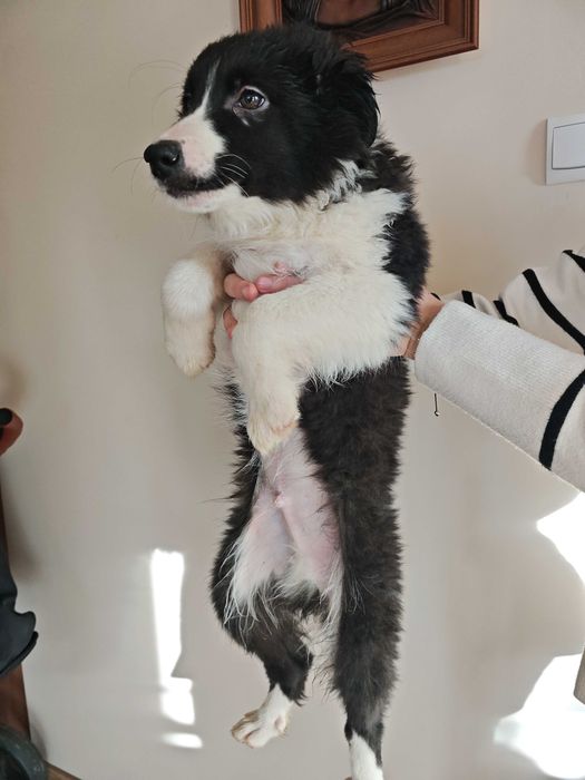 Szczeniak Border Collie
