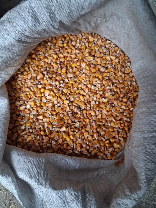 Kukurydza ze zbiorów 2025