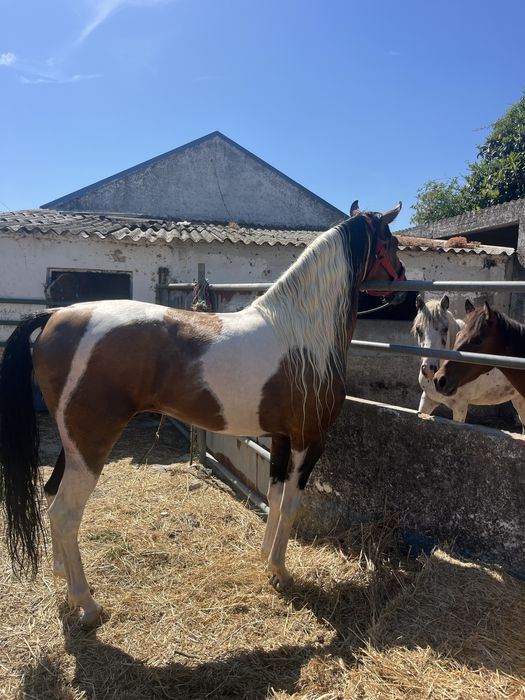 Cavalo malhado palomino