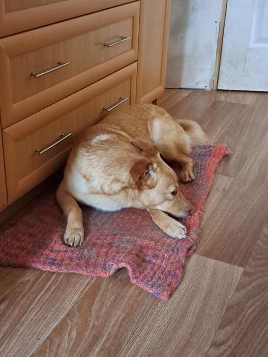 Собака в хорошие руки(бездомная)