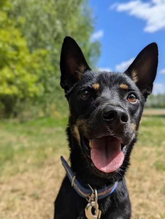 Mlody, energiczny Tobi poleca się do adopcji