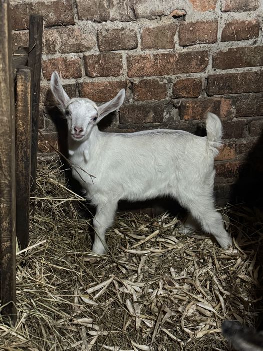 Продам молоду козу та козеня  (м. Прилуки)