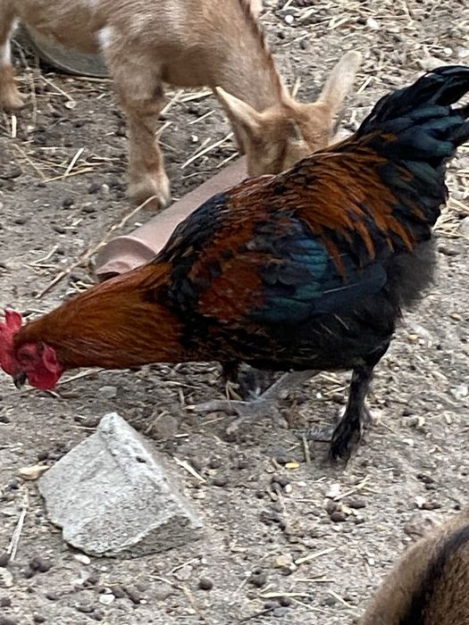 Galo Marans com 7 meses