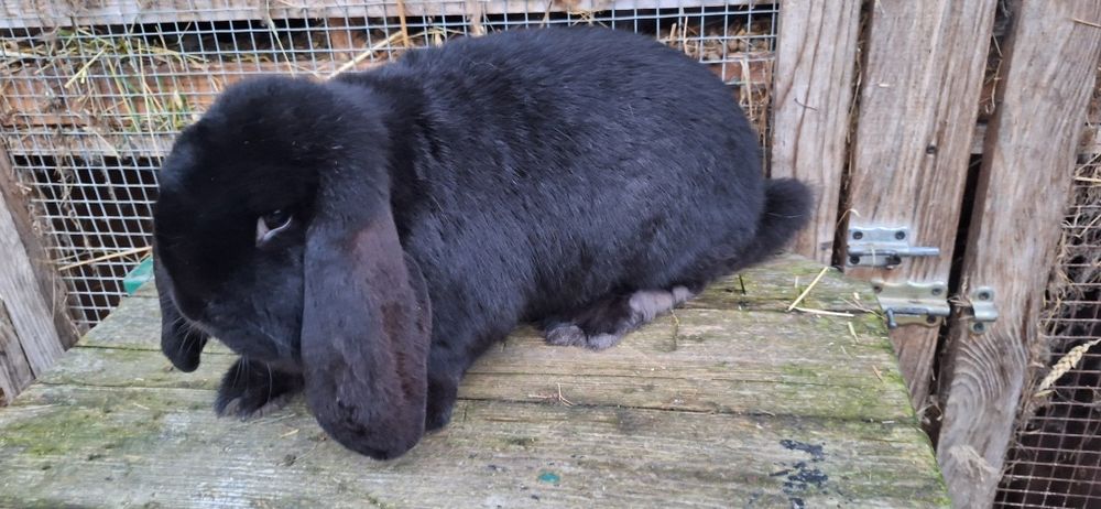 Baran Francuski Czarny z rodowodem