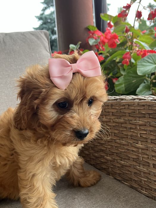 Cudowna suczka cavapoo do odbioru