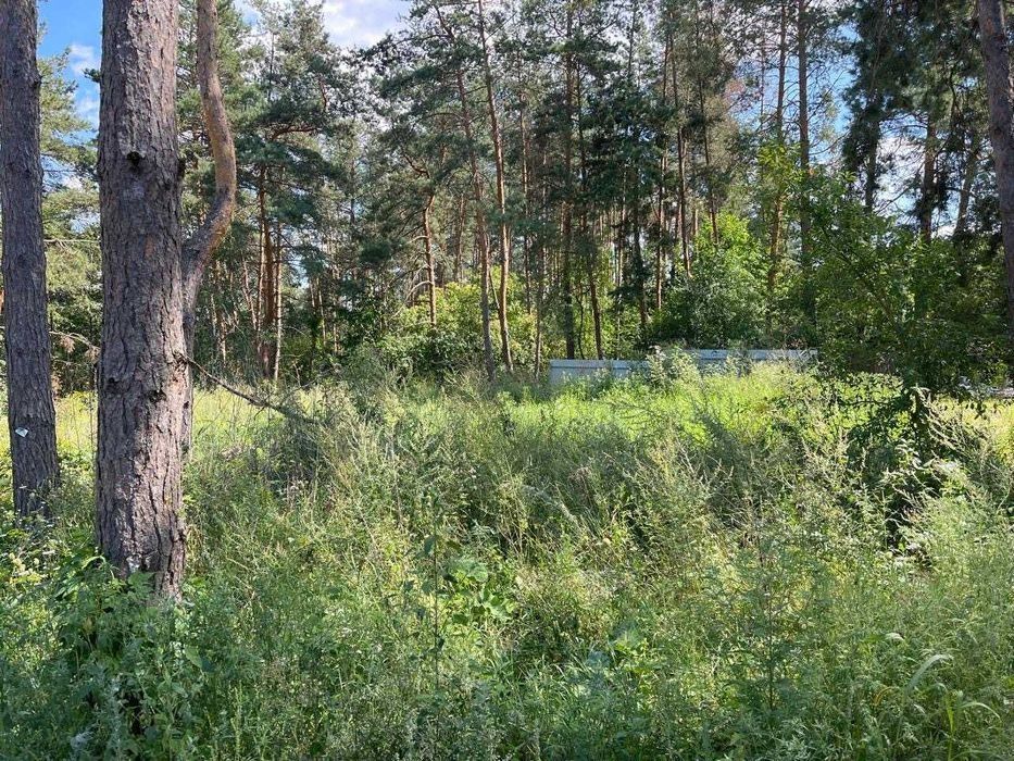 Віта - Поштова. Глейки. Ліс.  98 000 дол. Терміново