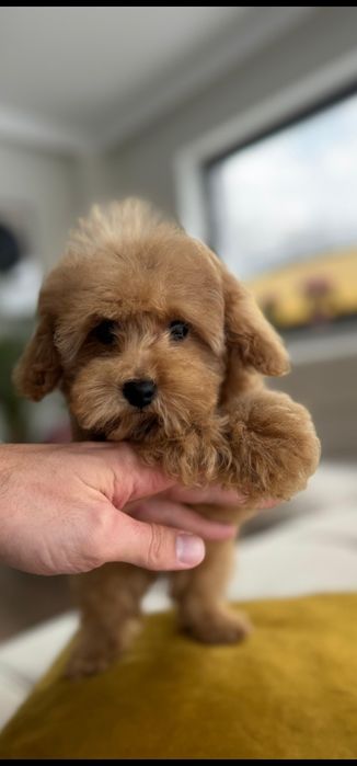 Dziewczynka  plowa pudel toy