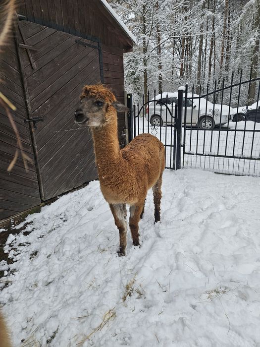 Alpaka - samiczka