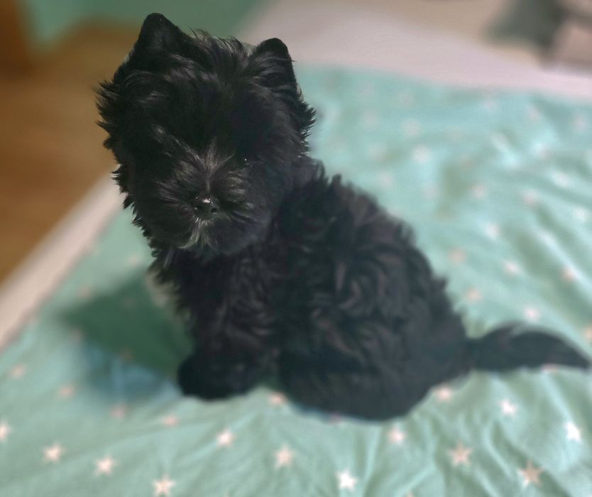 Yorshire terrier piesek