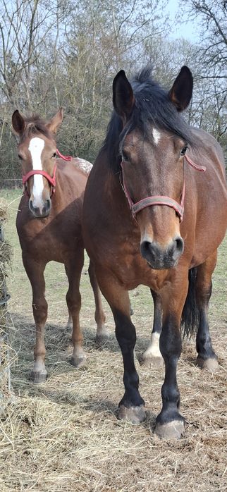 Klaczka tarantka tarant