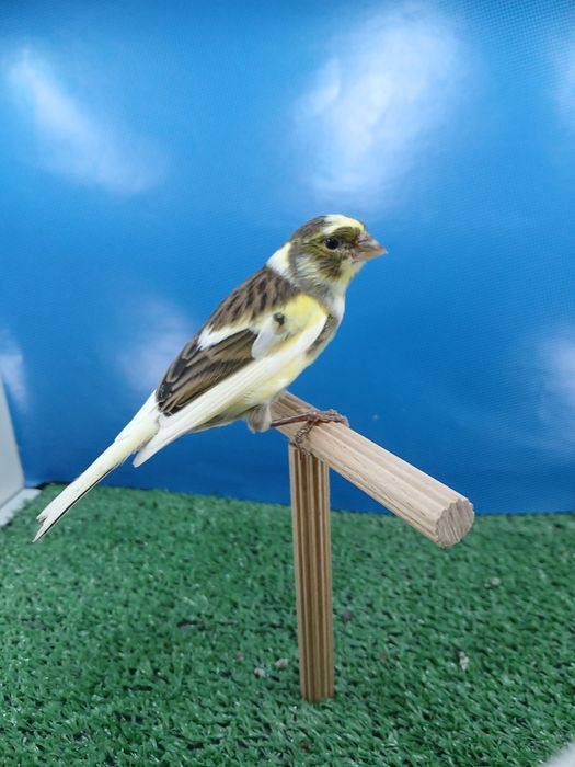 Kanarki Tymbrador Mini Border2025r