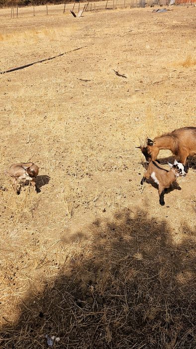 Cabrinhas micro anãs