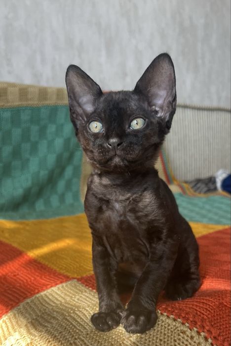 Дівчинка Девон Рекс/Devon Rex
