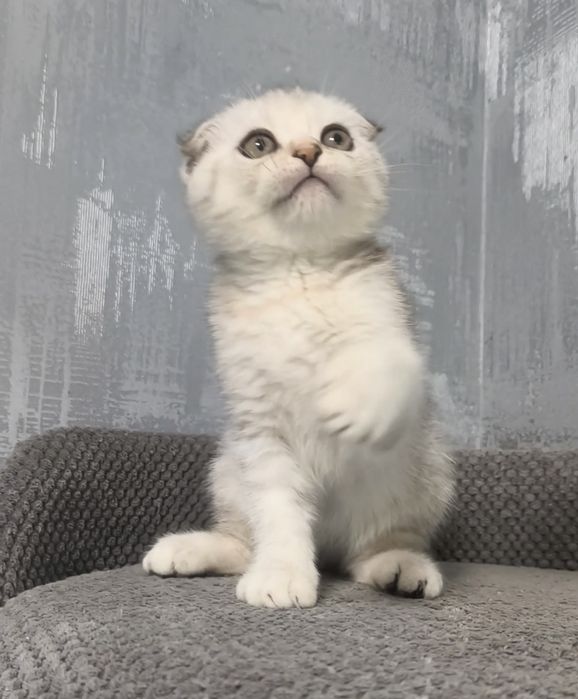 Висловуха дівчинка срібла шиншила котята кошенята котики