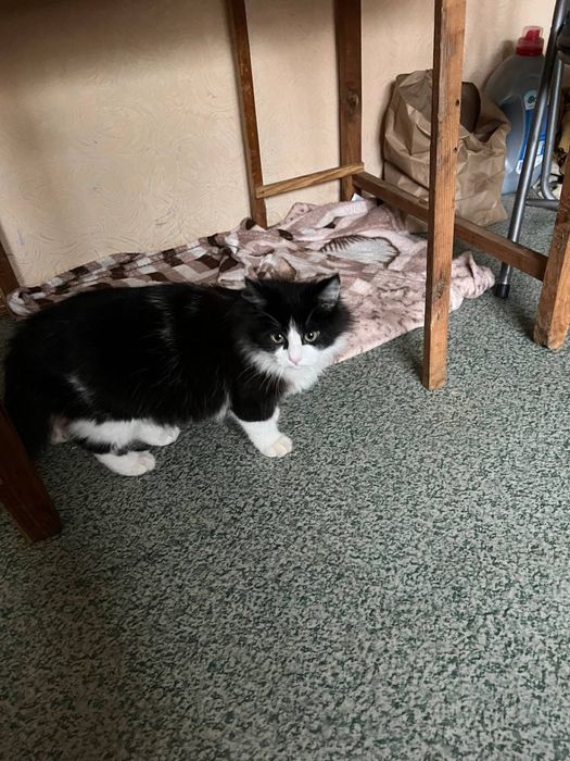 Отдам котиков в добрые руки!