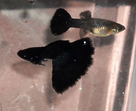 Рыбки гупи full black