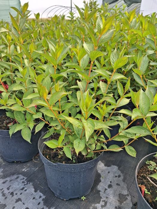 Krzewuszka cudowna Bristol Ruby Red Prince CZERWONA