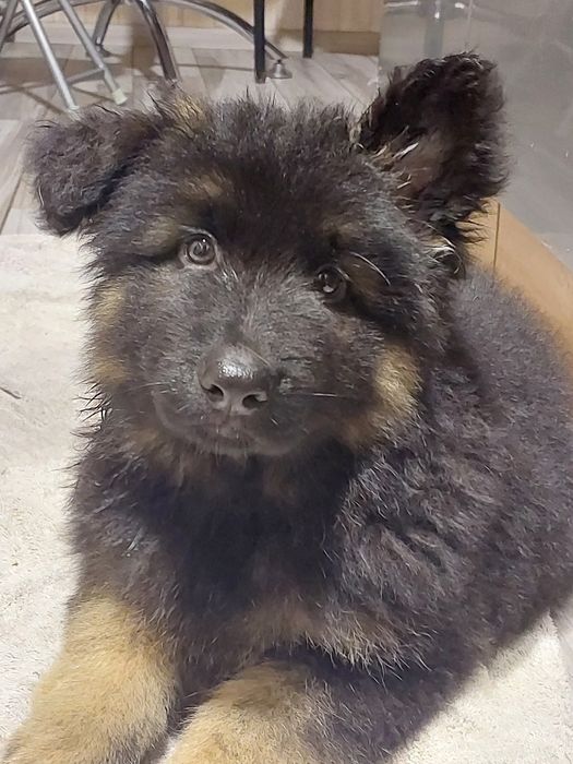 Німецька вівчарка. Купити гарного песика