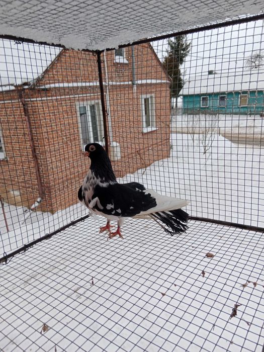 Gołębie zamojskie!!!