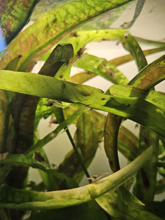 Sprzedam krewetki Neocaridina (kundelki)