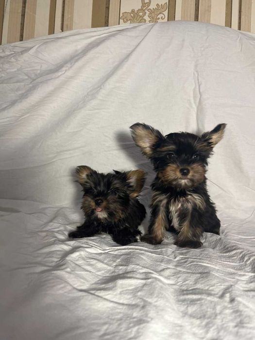 Порода йоркширський терєр