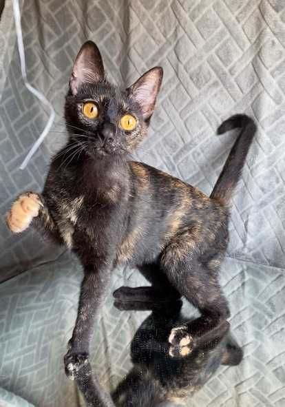 ESTERILIZADA | Gata juvenil e muito dócil disponível para adoção