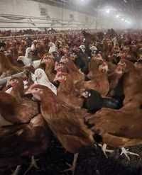 Kury nioski młode Rosa z wolnego wybiegu. Messa do 24 tygodnia. Dowóz