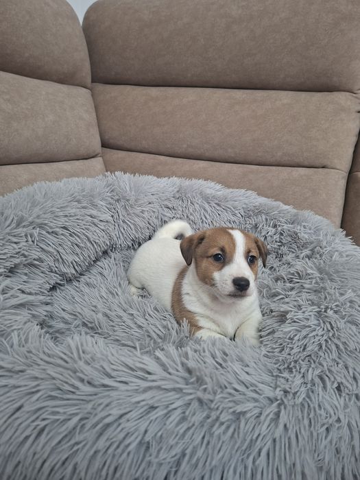 Śliczny piesek Jack Russell Terrier