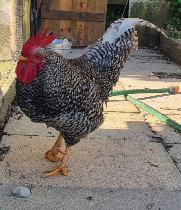 Galo Raça Pedrês Portuguesa