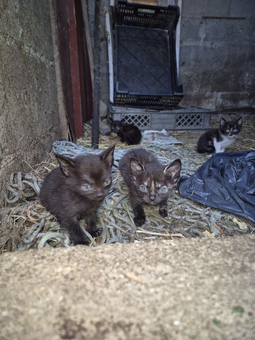 5 gatos para dar