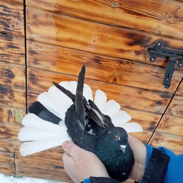 Orliki, szariki ,mikołajewskie