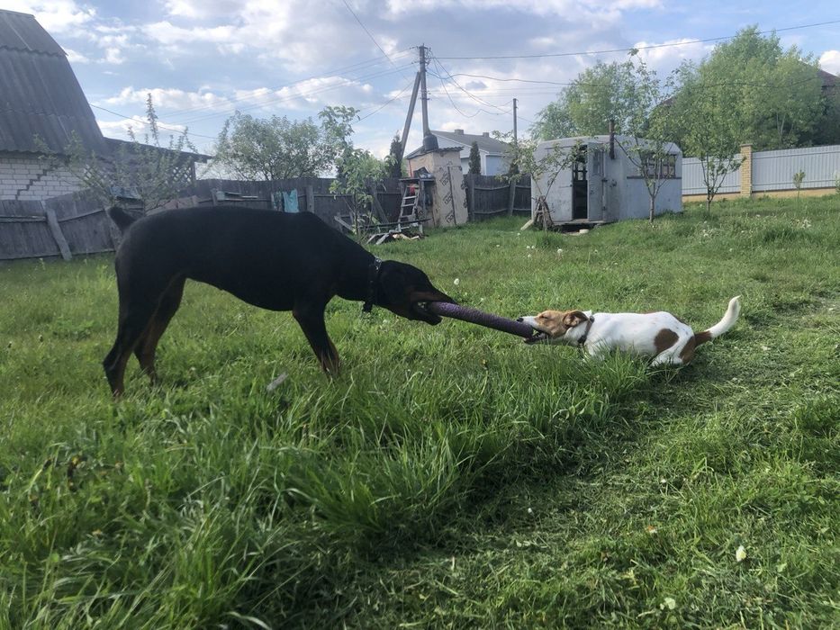 Кобель Джек Рассел. Вязка