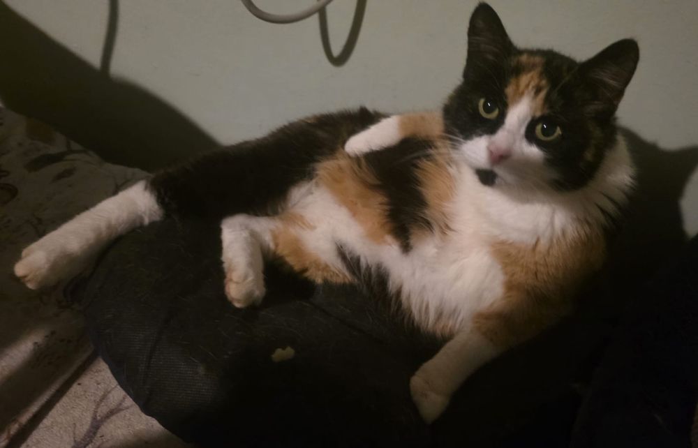 Koty do adopcji Błagamy pomóż Fundacja upada