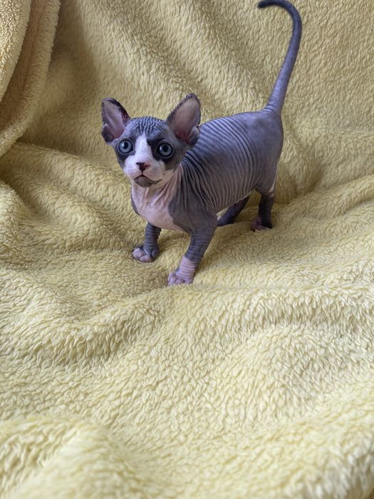 Канадсткий сфінкс Тайсон