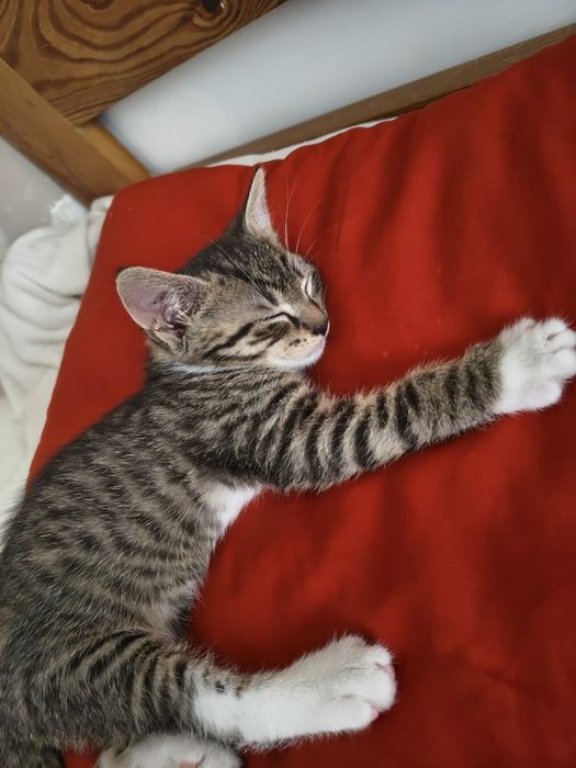 Mały Dyzio do adopcji