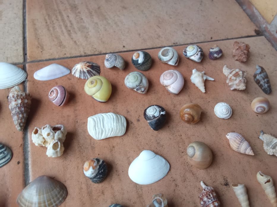 Conchas e búzios variados