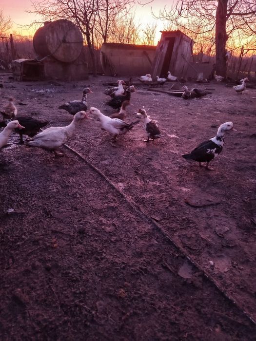 Качка мускусна. Шипуни