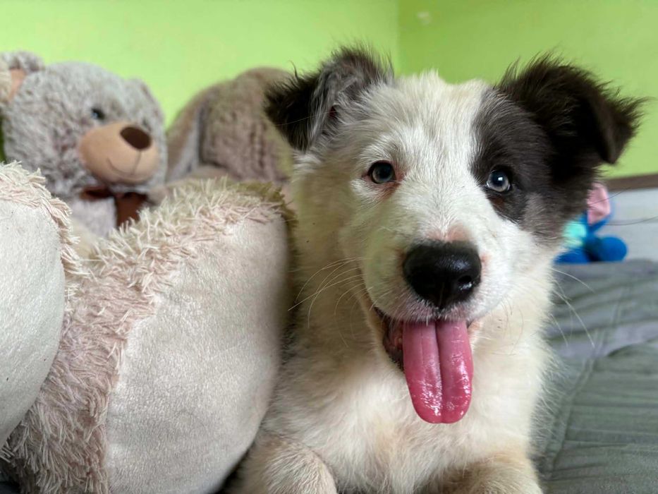 border collie sunia blue niebieskie oczko badania