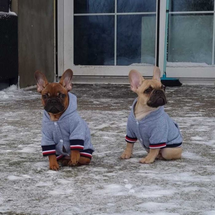 Buldog Francuski FCI,   szczeniak gotowy do zmiany domu