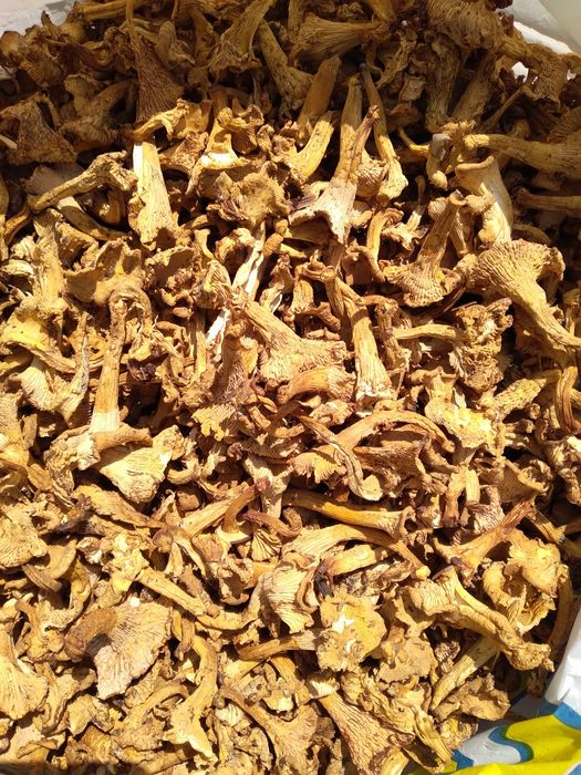 Гриби мариновані, вареня чорниці ,сушені та квашені . Гриби — купити