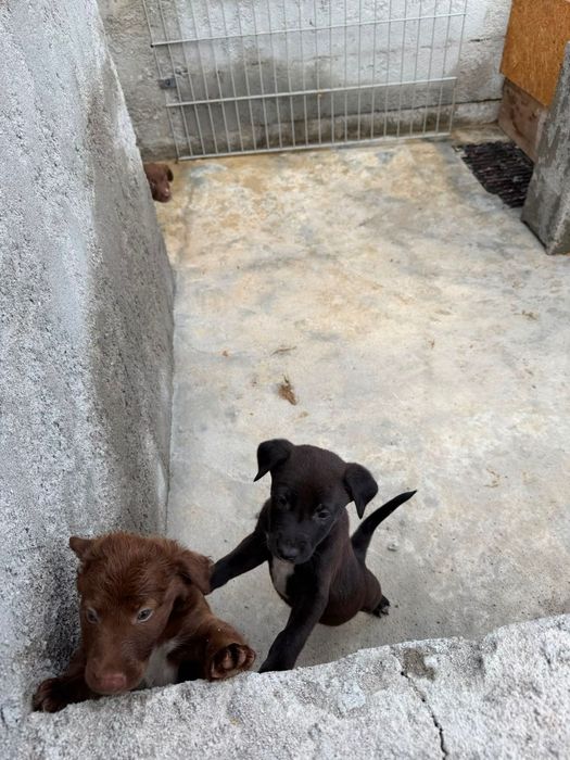 Adoção de cães bebés
