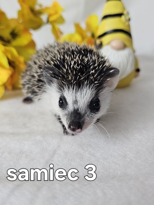 Jeż afrykanski jez pigmejski