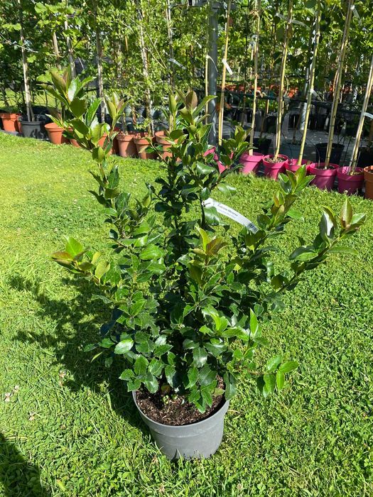 Ostrokrzew Meserva Blue Maid 4 L